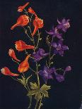 'Scarlet and Blue Larkspur',  c1915, (1915)-Emma Graham Clock-Giclee Print