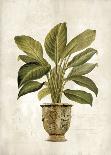 Botanica Tropical-Emma Hill-Giclee Print