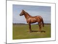 Wood Mount