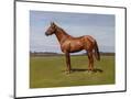 Wood Mount