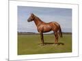 Wood Mount