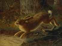 A Hare in a Landscape, 1882-Emma Mulvad-Giclee Print