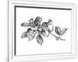 Gramercy White