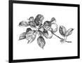 Gramercy Black