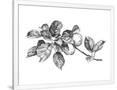 Gramercy White
