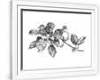 Gramercy White