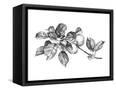 Canvas Black