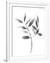 Gramercy White