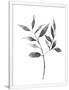 Gramercy White