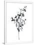 Gramercy White