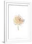 Gramercy White