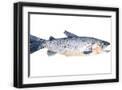 Black Frame
