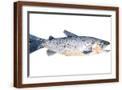 Brown Frame