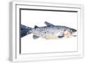 White Frame