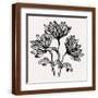 Brown Frame