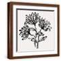 Brown Frame