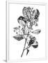 Gramercy White