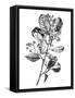Canvas Black