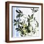 Brown Frame