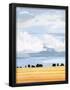 Essential Black