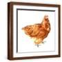 Brown Frame