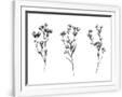 Gramercy White