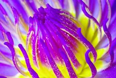 Macro Water Lily Lotus Flower for Pollen-EmoRomance-Stretched Canvas