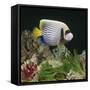 Emperor Angelfish Captive, from Indo-Pacific-Jane Burton-Framed Stretched Canvas