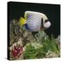 Emperor Angelfish Captive, from Indo-Pacific-Jane Burton-Stretched Canvas