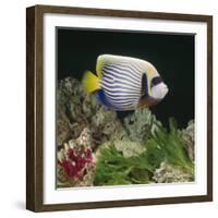 Emperor Angelfish Captive, from Indo-Pacific-Jane Burton-Framed Photographic Print