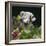 Emperor Angelfish Captive, from Indo-Pacific-Jane Burton-Framed Photographic Print