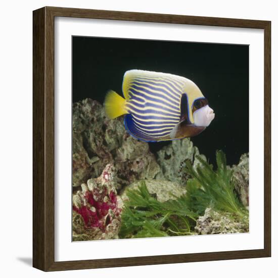 Emperor Angelfish Captive, from Indo-Pacific-Jane Burton-Framed Photographic Print