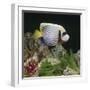 Emperor Angelfish Captive, from Indo-Pacific-Jane Burton-Framed Photographic Print