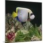 Emperor Angelfish Captive, from Indo-Pacific-Jane Burton-Mounted Photographic Print