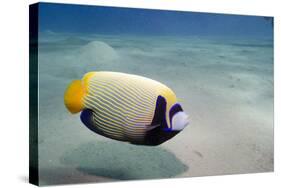 Emperor Angelfish (Pomacanthus Imperator) Close to Sandy Seabed-Mark Doherty-Stretched Canvas