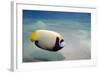 Emperor Angelfish (Pomacanthus Imperator) Close to Sandy Seabed-Mark Doherty-Framed Photographic Print