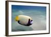Emperor Angelfish (Pomacanthus Imperator) Close to Sandy Seabed-Mark Doherty-Framed Photographic Print