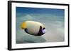 Emperor Angelfish (Pomacanthus Imperator) Close to Sandy Seabed-Mark Doherty-Framed Photographic Print