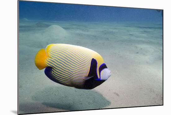 Emperor Angelfish (Pomacanthus Imperator) Close to Sandy Seabed-Mark Doherty-Mounted Photographic Print
