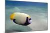 Emperor Angelfish (Pomacanthus Imperator) Close to Sandy Seabed-Mark Doherty-Mounted Photographic Print