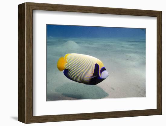 Emperor Angelfish (Pomacanthus Imperator) Close to Sandy Seabed-Mark Doherty-Framed Photographic Print