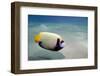 Emperor Angelfish (Pomacanthus Imperator) Close to Sandy Seabed-Mark Doherty-Framed Photographic Print