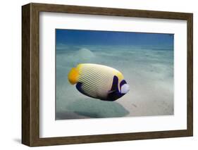 Emperor Angelfish (Pomacanthus Imperator) Close to Sandy Seabed-Mark Doherty-Framed Photographic Print