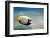 Emperor Angelfish (Pomacanthus Imperator) Close to Sandy Seabed-Mark Doherty-Framed Photographic Print