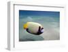 Emperor Angelfish (Pomacanthus Imperator) Close to Sandy Seabed-Mark Doherty-Framed Photographic Print