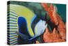 Emperor Angelfish (Pomacanthus Imperator) Close-Up-Mark Doherty-Stretched Canvas