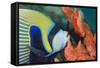Emperor Angelfish (Pomacanthus Imperator) Close-Up-Mark Doherty-Framed Stretched Canvas