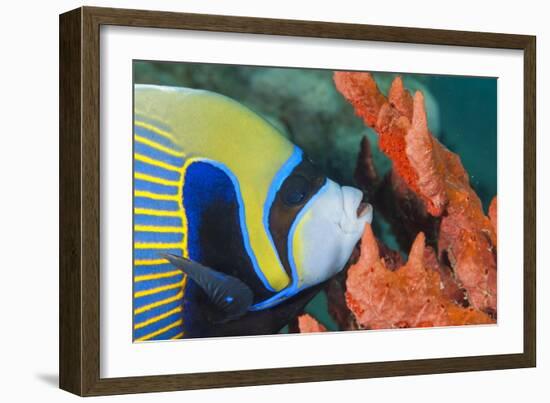 Emperor Angelfish (Pomacanthus Imperator) Close-Up-Mark Doherty-Framed Photographic Print