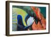 Emperor Angelfish (Pomacanthus Imperator) Close-Up-Mark Doherty-Framed Photographic Print