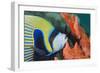 Emperor Angelfish (Pomacanthus Imperator) Close-Up-Mark Doherty-Framed Photographic Print